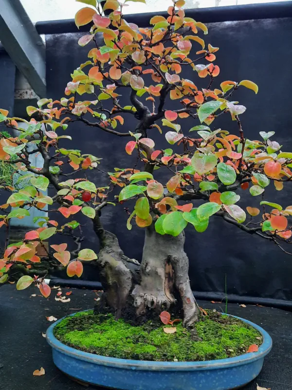 wystawa-bonzai-ksiaz