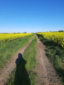 country-road-between-canola-fields