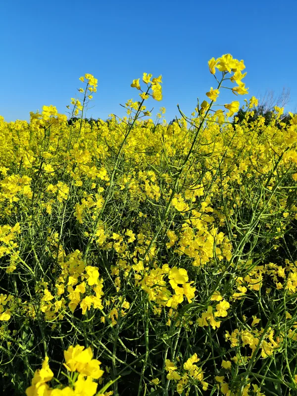 blooming-canola