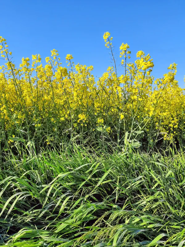 canola-field-in-poland