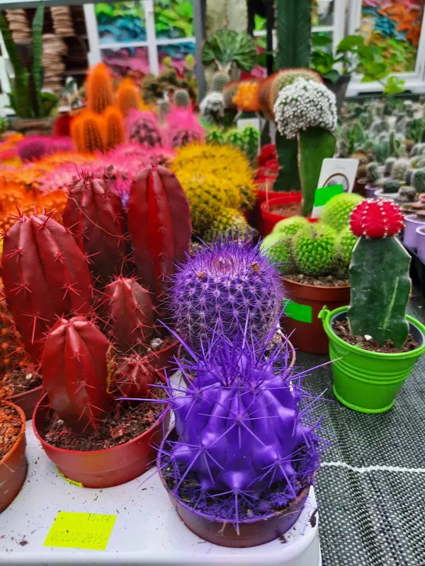 kolorowe-kaktusy