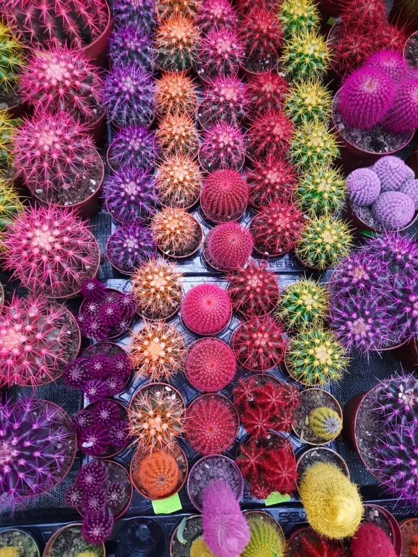 kaktusy-w-roznych-kolorach