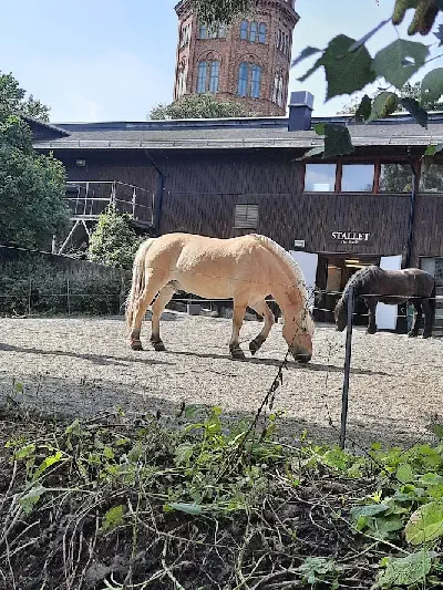 konik-norweski-fiordowy