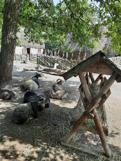 zagroda-owiec-z-gotlandii