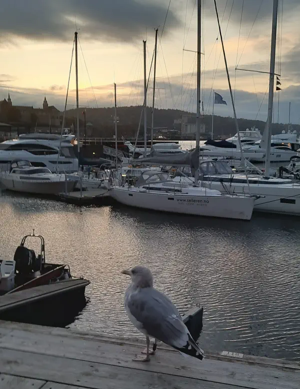 ptak-na-molo-aker-brygge