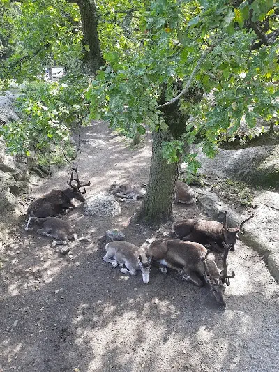 renifery-w-skansenie